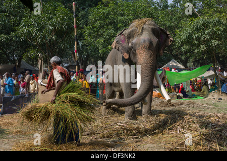 Mahout avec gros éléphant mâle avec défenses, ancré dans un camp à l'Haathi Bazar derrière, Sonepur Mela, Sonepur, Bihar, Inde Banque D'Images