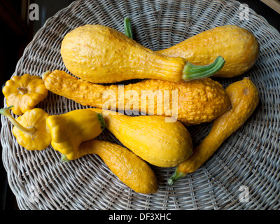 Les mûres bosselé jaune courgettes courge cucurbita pepoo pattypan assise sur une table cultivées dans Carmarthenshire Wales UK 2013 KATHY DEWITT Banque D'Images