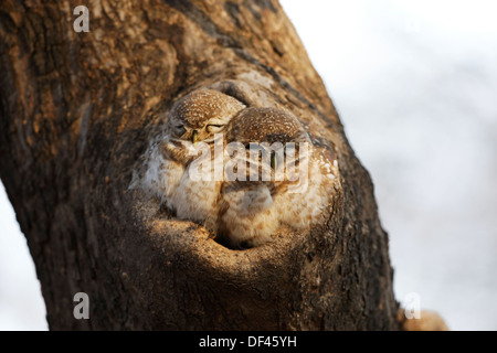 Paire de Spotted Owlet ( Athene Brama ) dans la lumière du matin dans le trou de l'arbre à Ranthambhore Forest, L'Inde. Banque D'Images