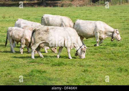 Vaches blanches dans les pâturages hollandais Banque D'Images