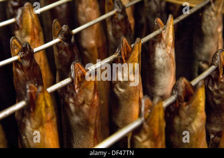 Severn Wye & Smokery,où les anguilles sont produites à partir de civelles,retourné à la rivière Severn, pris en tant qu'adultes et fumé pour la nourriture.un poisson au Royaume-Uni Banque D'Images