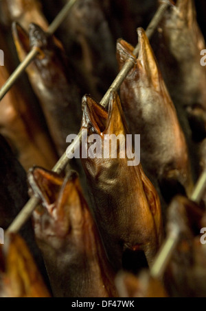 Severn Wye & Smokery,où les anguilles sont produites à partir de civelles,retourné à la rivière Severn, pris en tant qu'adultes et fumé pour la nourriture.un poisson au Royaume-Uni Banque D'Images