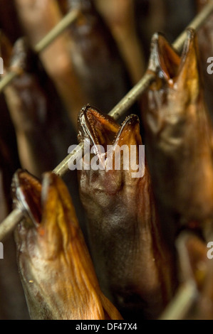 Severn Wye & Smokery,où les anguilles sont produites à partir de civelles,retourné à la rivière Severn, pris en tant qu'adultes et fumé pour la nourriture.un poisson au Royaume-Uni Banque D'Images