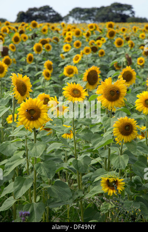 Le tournesol, l'été, Cornwall, UK Banque D'Images