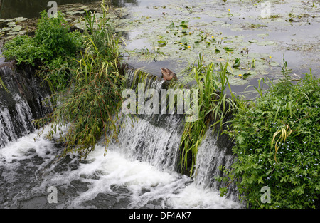 L'alimentation des canards sur Weir à appâts Bite Lock Cam Banque D'Images