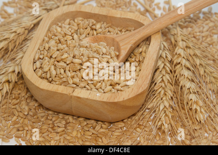 Des grains de blé en cuillère en bois Banque D'Images