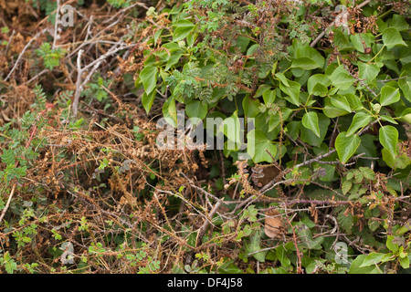 Lézard vert (Lacerta bilineata). La couverture végétale et de l'habitat fréquenté par les lézards et que l'on trouve sur les côtes de l'ouest de Jersey Banque D'Images