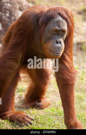 L'orang-outan de Sumatra (Pongo abelli) . Femelle adulte. Durrell Wildlife Conservation Trust. Jersey, Channel Islands, England, UK. Banque D'Images