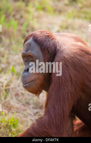 L'orang-outan de Sumatra (Pongo abelii) . Femelle adulte. Durrell Wildlife Conservation Trust. Jersey, Channel Islands, England, UK. Banque D'Images