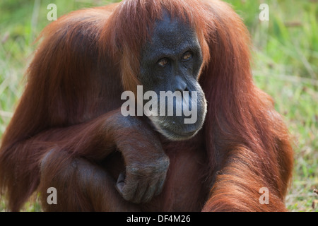 L'orang-outan de Sumatra (Pongo abelii) . Femelle adulte. Durrell Wildlife Conservation Trust. Jersey, Channel Islands, England, UK. Banque D'Images