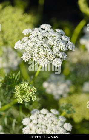 Cure-dents (mauvaises herbes) ammi visnaga Banque D'Images