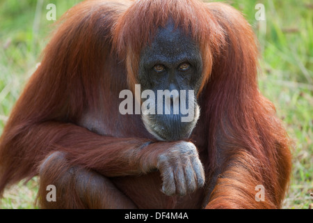 L'orang-outan de Sumatra (Pongo abelii) . Femelle adulte. Durrell Wildlife Conservation Trust. Jersey, Channel Islands, England, UK. Banque D'Images