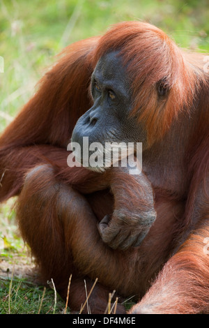L'orang-outan de Sumatra (Pongo abelii) . Femelle adulte. Durrell Wildlife Conservation Trust. Jersey, Channel Islands, England, UK. Banque D'Images