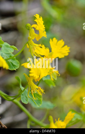 Secteur de capucine (tropaeolum peregrinum tropaeolum canariense) syn. Banque D'Images