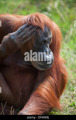 L'orang-outan de Sumatra (Pongo abelii) . Femelle adulte. Durrell Wildlife Conservation Trust. Jersey, Channel Islands, England, UK. Banque D'Images