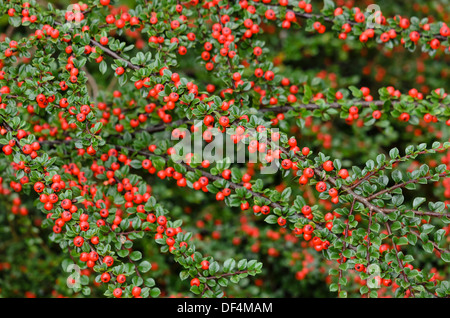 L'os de hareng (cotoneaster cotoneaster horizontalis) Banque D'Images