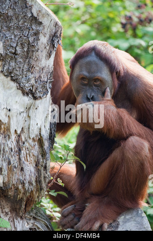 L'orang-outan de Sumatra (Pongo abelii) . Femelle adulte. Durrell Wildlife Conservation Trust. Jersey, Channel Islands, England, UK. Banque D'Images
