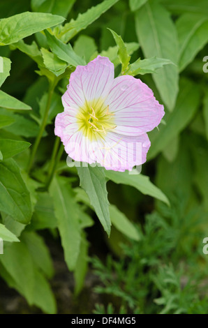 Pink l'onagre (Oenothera speciosa) Banque D'Images