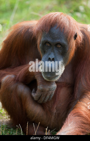 L'orang-outan de Sumatra (Pongo abelli) . Femelle adulte. Durrell Wildlife Conservation Trust. Jersey, Channel Islands, England, UK. Banque D'Images