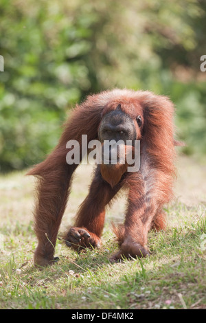 L'orang-outan de Sumatra (Pongo abelli) . Femelle adulte, sur le sol en marchant sur quatre pattes. Durrell Wildlife Conservation Trust. Banque D'Images