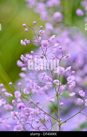 Rue meadow chinois (Thalictrum delavayi 'Hewitt's double') Banque D'Images