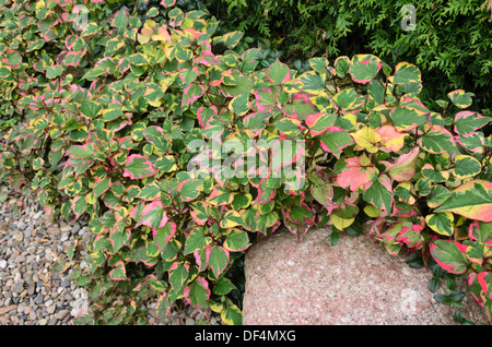 La plante caméléon (houttuynia cordata 'chameleon' syn. houttuynia cordata 'Variegata') Banque D'Images