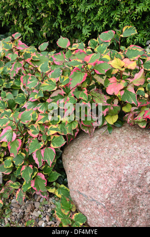 La plante caméléon (houttuynia cordata 'chameleon' syn. houttuynia cordata 'Variegata') Banque D'Images