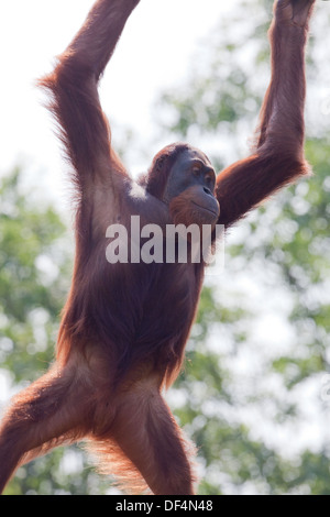 L'orang-outan de Sumatra (Pongo abelli) . Femelle adulte. Mouvement et locomotion arboricole. Durrell Wildlife Conservation Trust. Jersey Banque D'Images