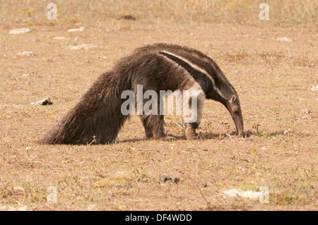 Stock photo d'un fourmilier géant alimentation, Pantanal, Brésil Banque D'Images