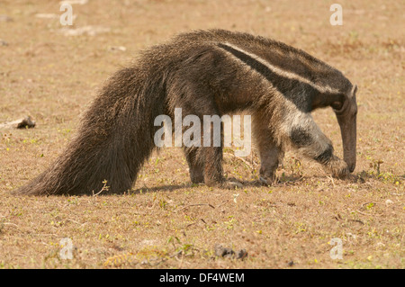 Stock photo d'un fourmilier géant alimentation, Pantanal, Brésil Banque D'Images