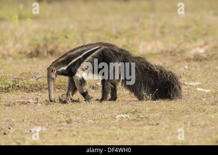 Stock photo d'un fourmilier géant alimentation, Pantanal, Brésil Banque D'Images