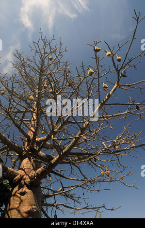La fructification des arbres boab australienne, l'Adansonia gregorii. Les écrous sont traditionnellement utilisées comme objets d'art par les indigènes australiens Banque D'Images
