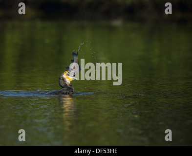 La chasse au poisson indien cormorant Oiseaux Keoladeo Ghana à Bharatpur Banque D'Images