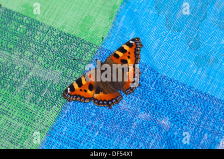 Petit papillon écaille ( Aglais urticae ). Attiré par la surface de couleur d'un pique-nique en plein air nappe en plastique. Banque D'Images