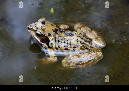 Commun Européen, ou l'Herbe Frog (Rana temporaria). Sur le bord d'un étang de jardin. Banque D'Images