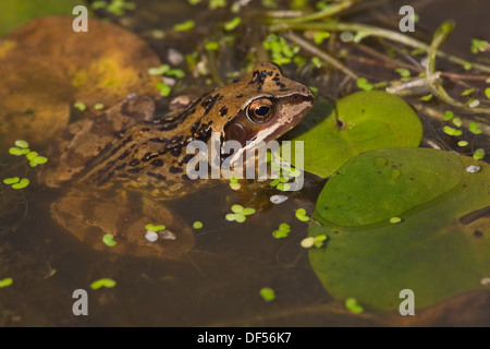 Commune européenne ou l'Herbe Frog (Rana temporaria), aux côtés des feuilles flottantes aquatiques de l'hydrocharide grenouillette, Hydrocharis morsus-ranae). Banque D'Images