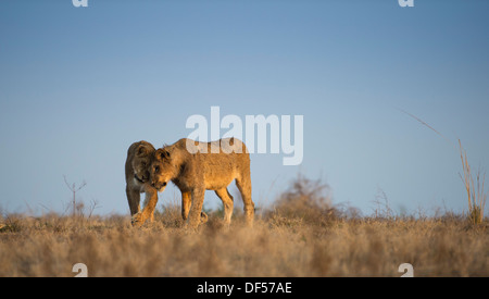 Deux jeunes lions à marcher ensemble dans la terre ouverte Banque D'Images