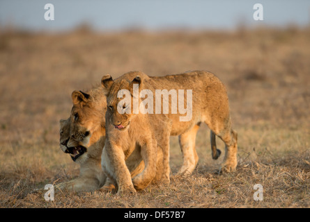 Deux jeunes lions jouant avec leur mère en terre ouverte Banque D'Images