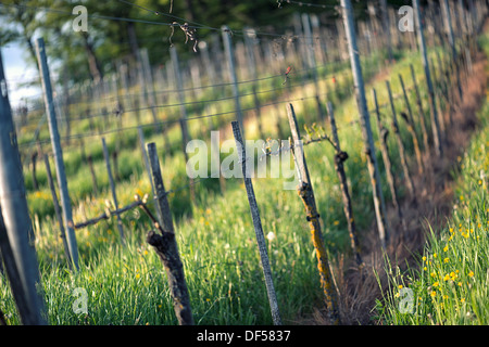 Peu de bourgeons au printemps dans le vignoble Banque D'Images