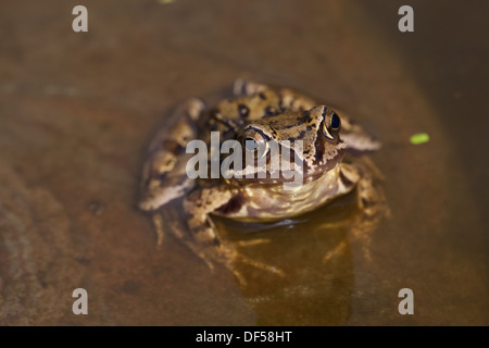 Commune européenne ou Brown Frog (Rana temporaria). Sortant de sous la surface de l'eau assis sur une pierre. Banque D'Images