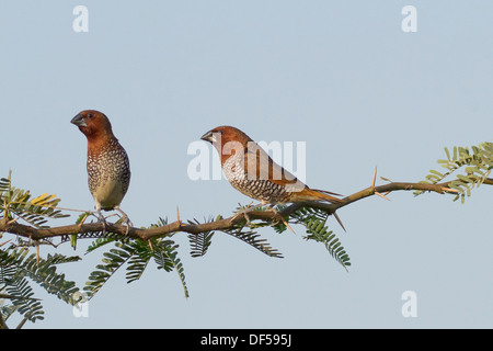 Scaly-breasted Munia Munia ou tachetée (Lonchura punctulata), également connu sous le nom de la muscade ou des épices Mannikin Finch Banque D'Images