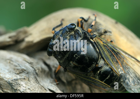 Gros plan du cicada noir sur un arbre Banque D'Images