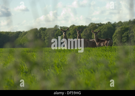 Red Deer (Cervus elaphus). Deux biches et un veau bien développé, à droite. Dans une culture de céréales. Ingham , Norfolk. Banque D'Images