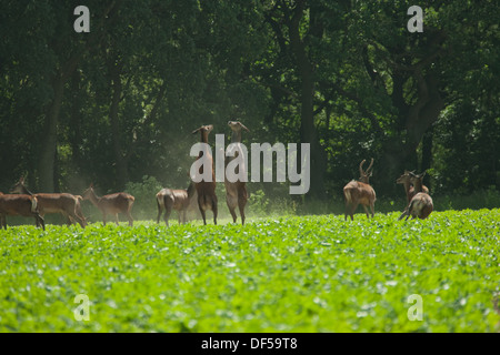 Red Deer (Cervus elaphus). Deux Hinds en litige, sur le bord des bois, entre l'alimentation du troupeau à partir d'un champ de betteraves de plus en plus de terres arables. Banque D'Images