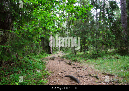 Sentier dans une vieille forêt Banque D'Images