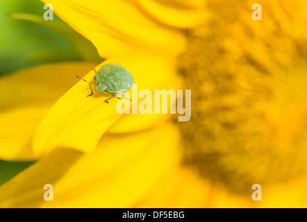 Green stink bug assis sur une feuille de tournesol, close-up Banque D'Images