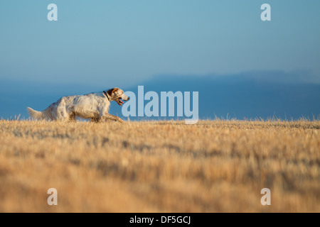 Setter en pointillé Banque D'Images