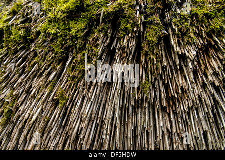 Close up de toit de chaume, UK Banque D'Images