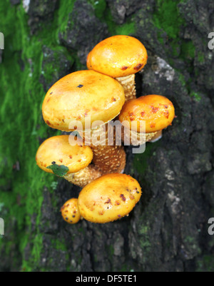 Champignons champignon jaune sur un arbre Banque D'Images