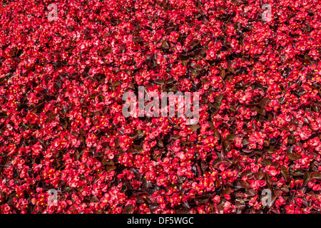 Fleurs roses dans un jardin d'été. Floral background. Banque D'Images